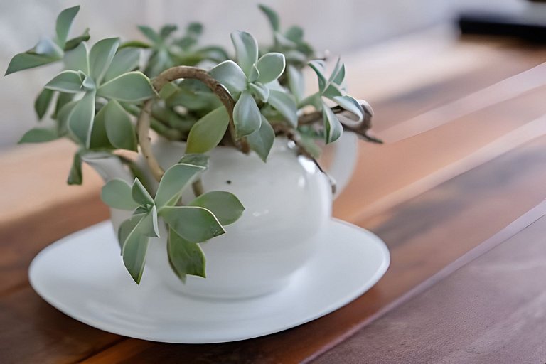 Sítio Toca da Toca • Encontros na serra de Lumiar